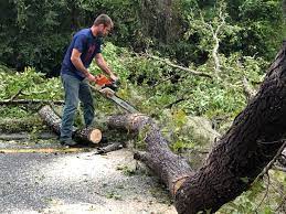 Tree and Shrub Care in Washington, IL