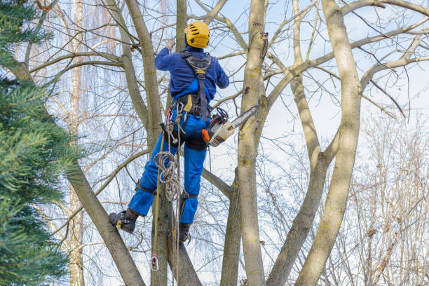 How Our Tree Care Process Works  in  Washington, IL