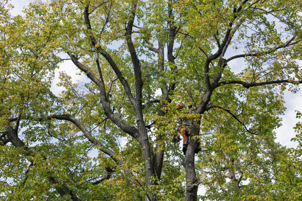 Washington, IL Tree Services Company